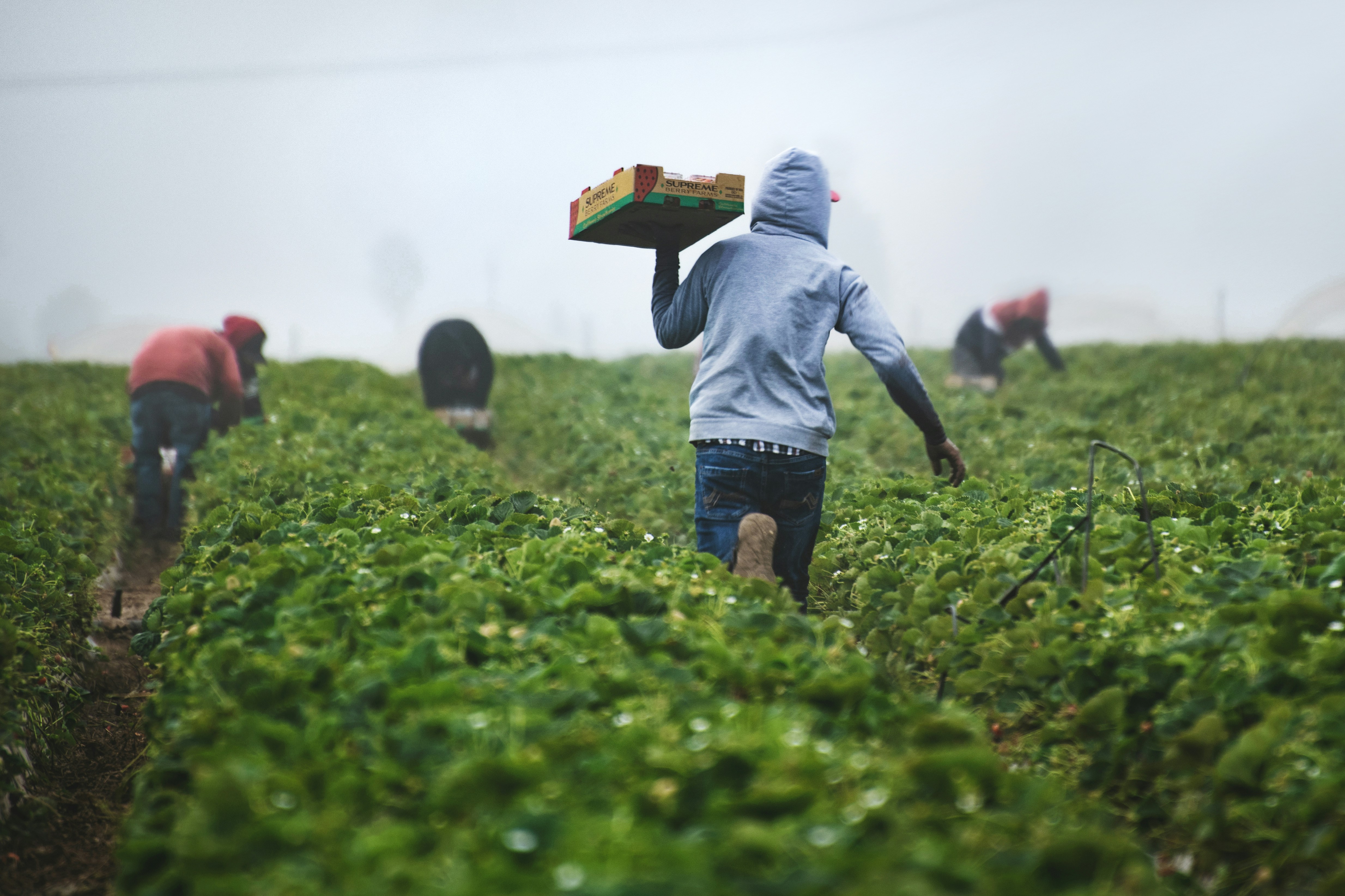 Mobaire Farm Operations